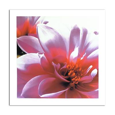 Affiche Dahlia rose