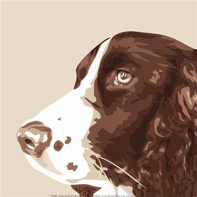 Affiche Springer spaniel