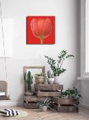 Affiche Red tulip