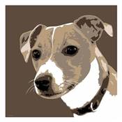 Affiche Jack Russel