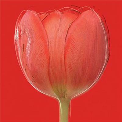 Affiche Red tulip