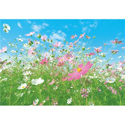 Flower Meadow - 8P