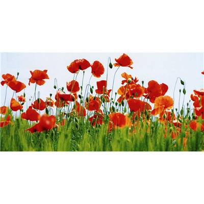 Affiche Champs de coquelicots