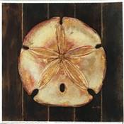 Affichette Ocean Sand dollar