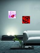 Plexi "Red Rose"